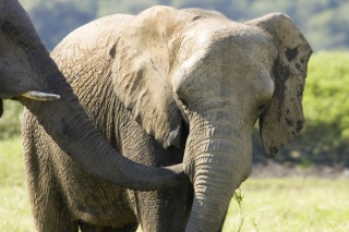 elefante en libertad